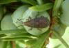 Orsillus sp.